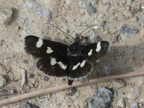 Eurrhypis guttulalis